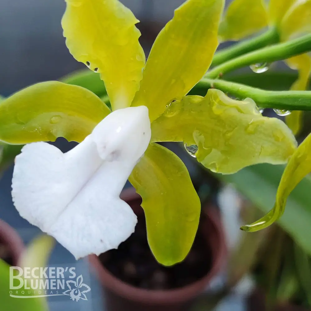 Becker´s Blumen Orquideas