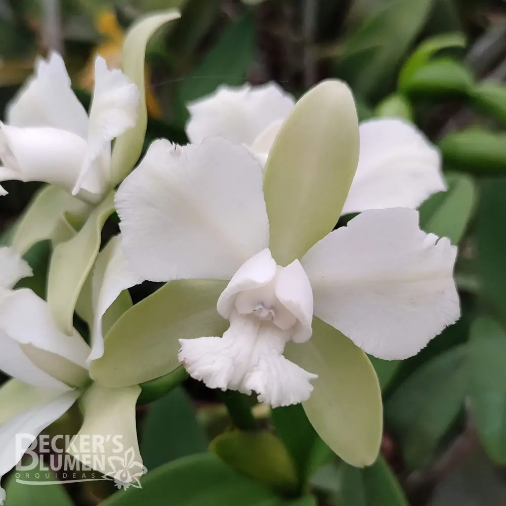 Becker´s Blumen Orquideas